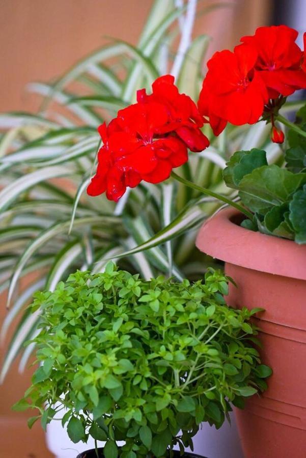 Home Sweet Home Apartment Alexandroupoli Exterior foto